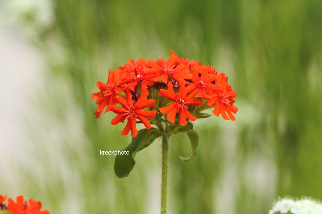 Lychnis chalcedonica