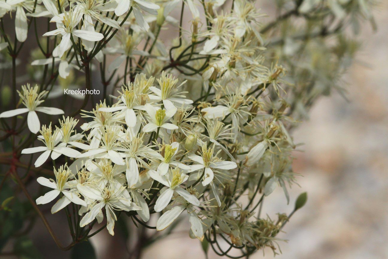 Clematis recta