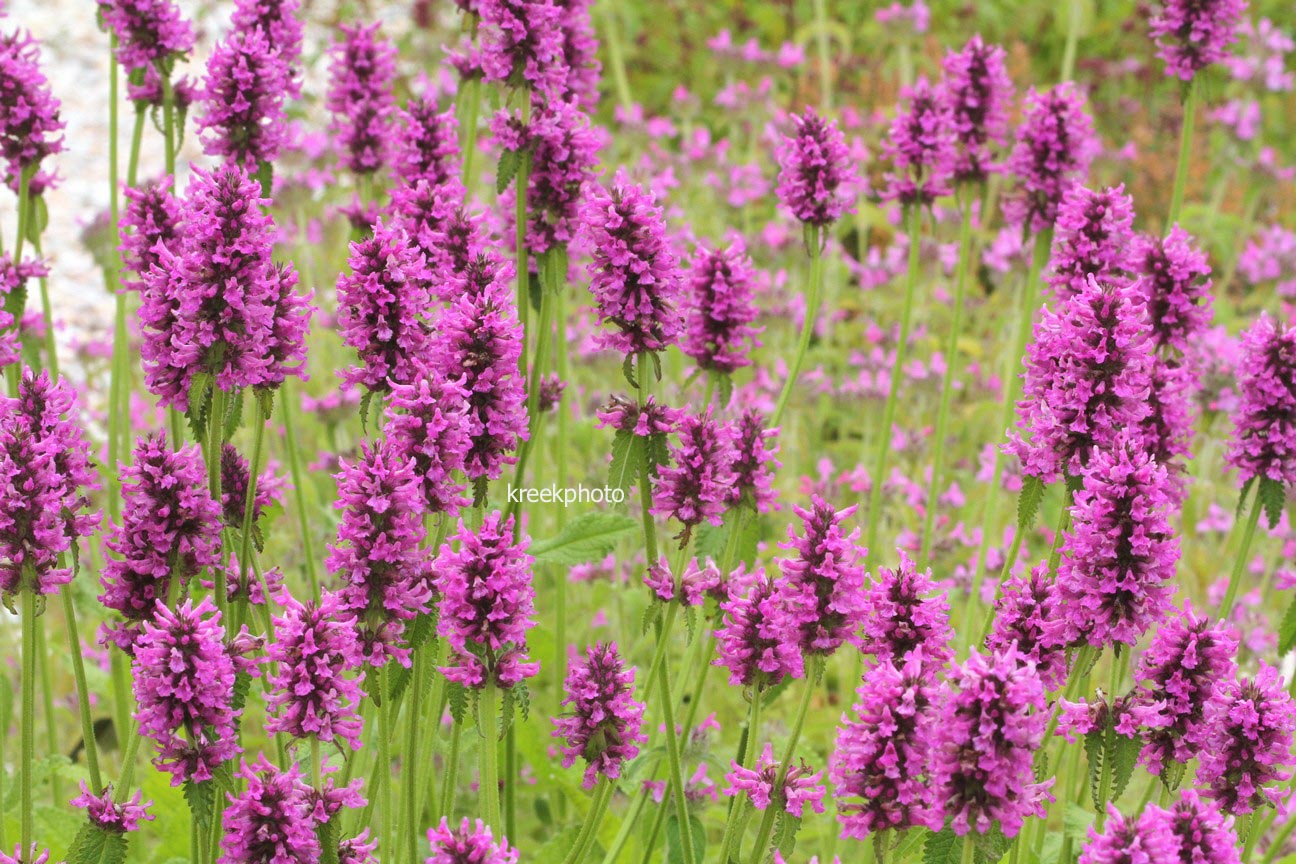 Stachys officinalis