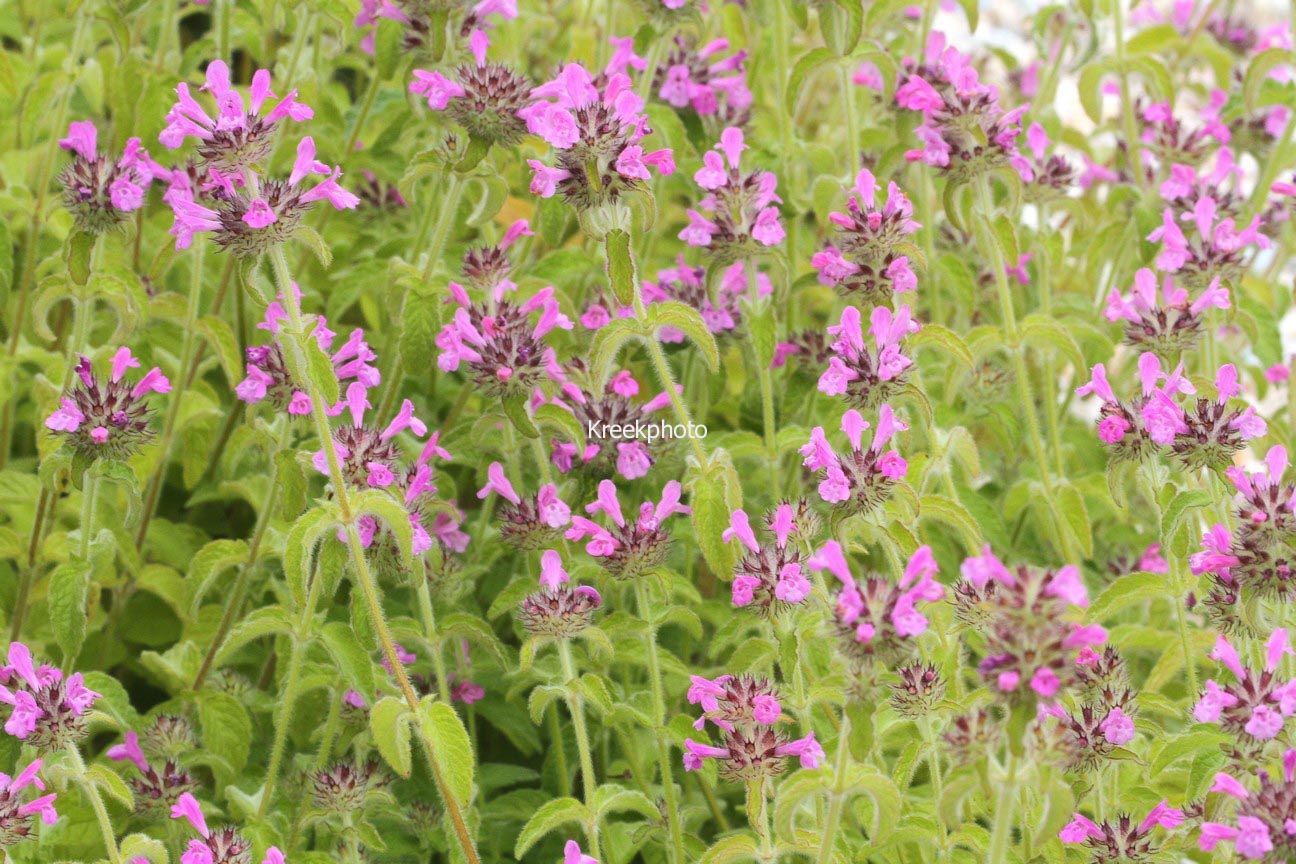 Calamintha grandiflora