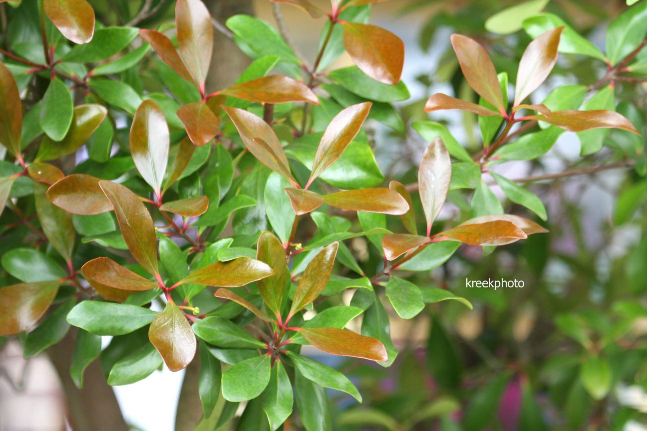 Ternstroemia japonica