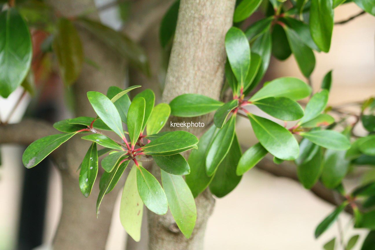 Ternstroemia japonica