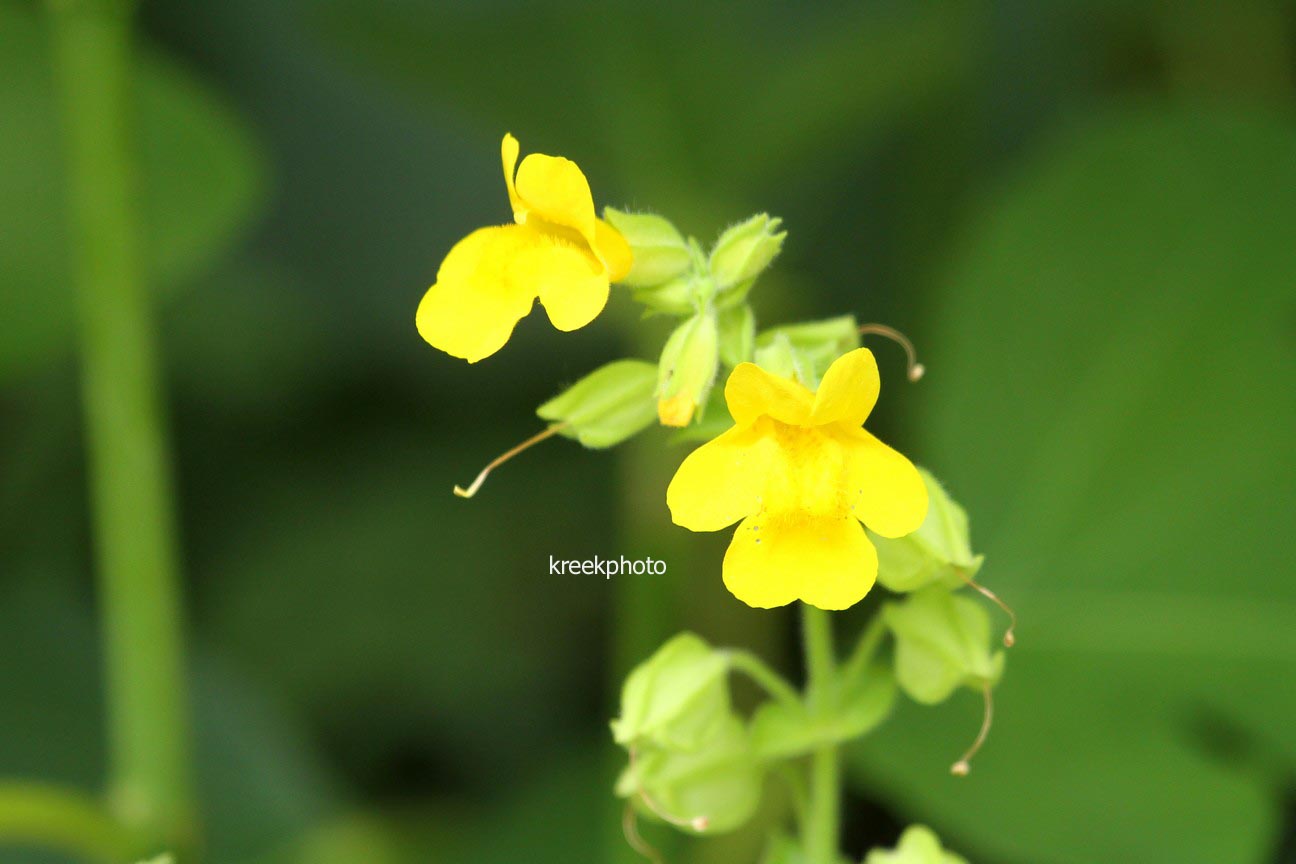 Mimulus luteus