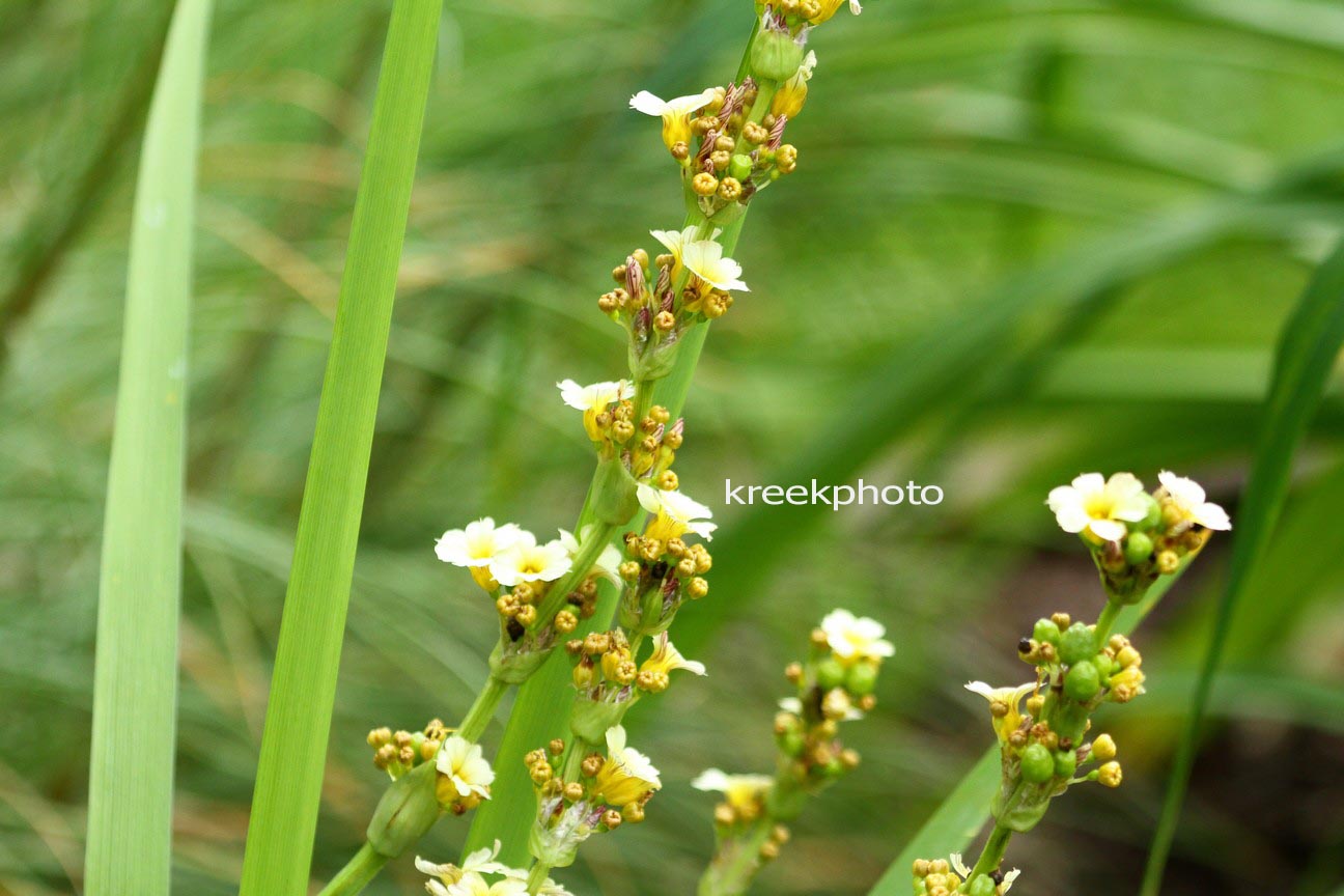 Sisyrinchium striatum