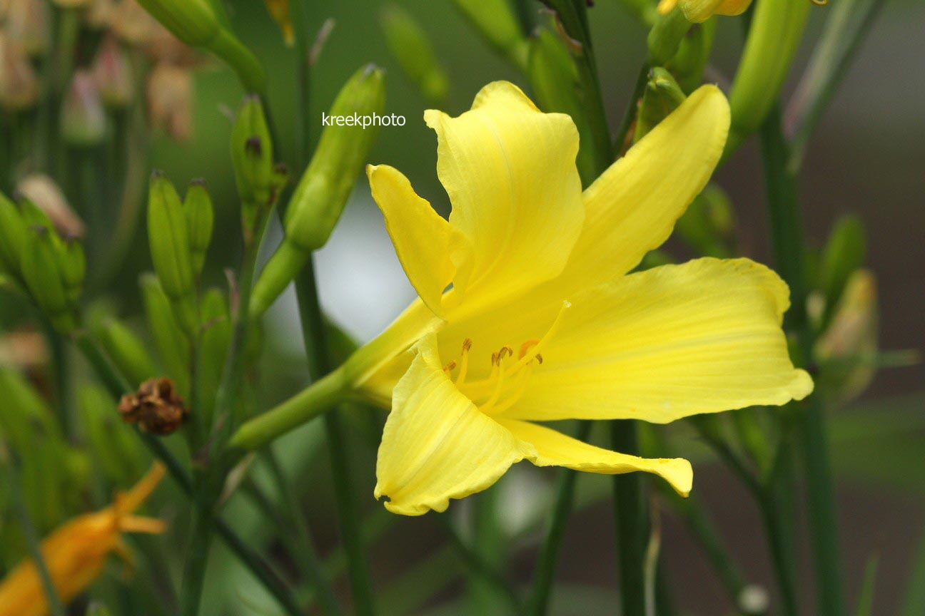 Hemerocallis citrina