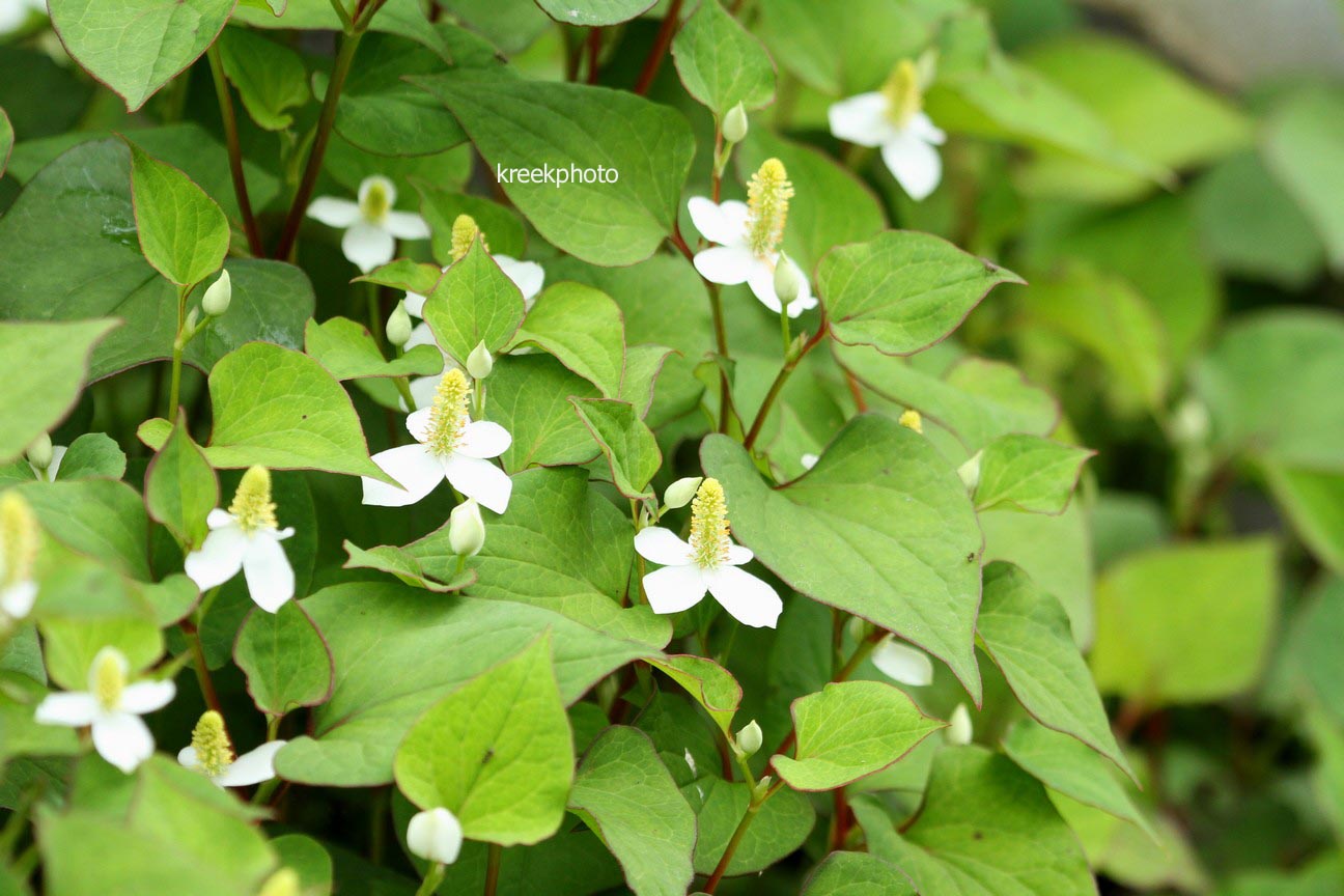 Houttuynia cordata