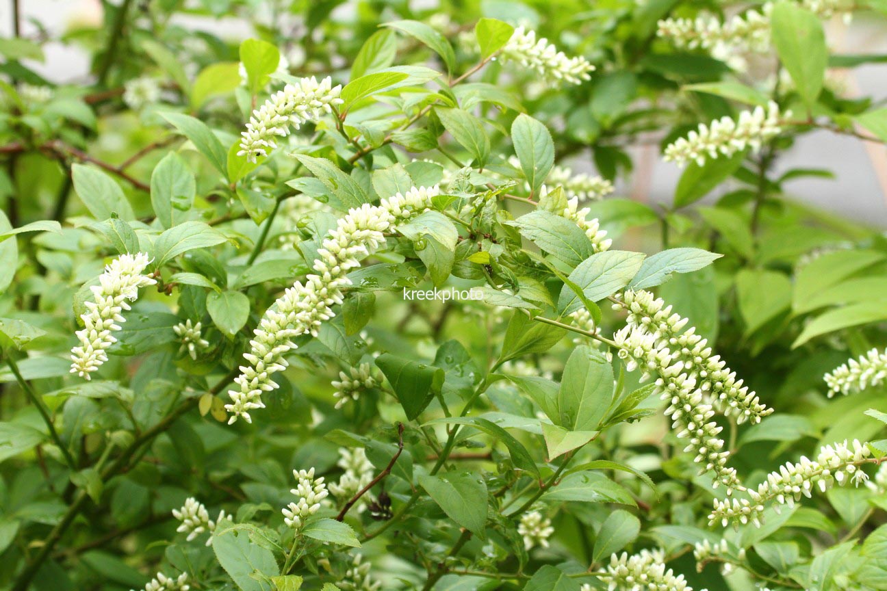 Itea virginica