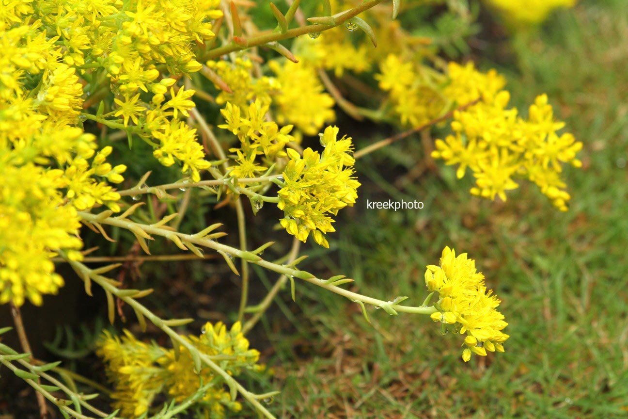 Sedum reflexum