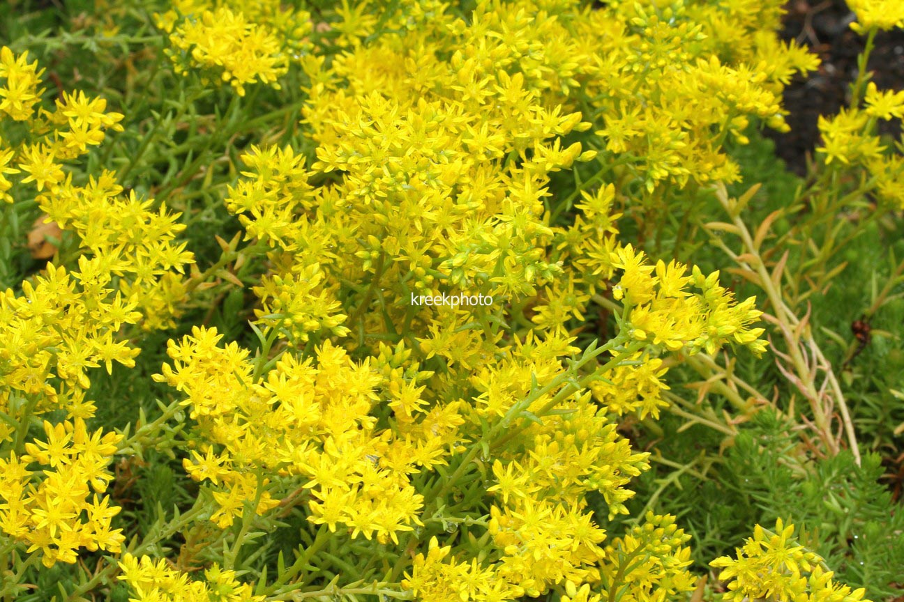 Sedum reflexum