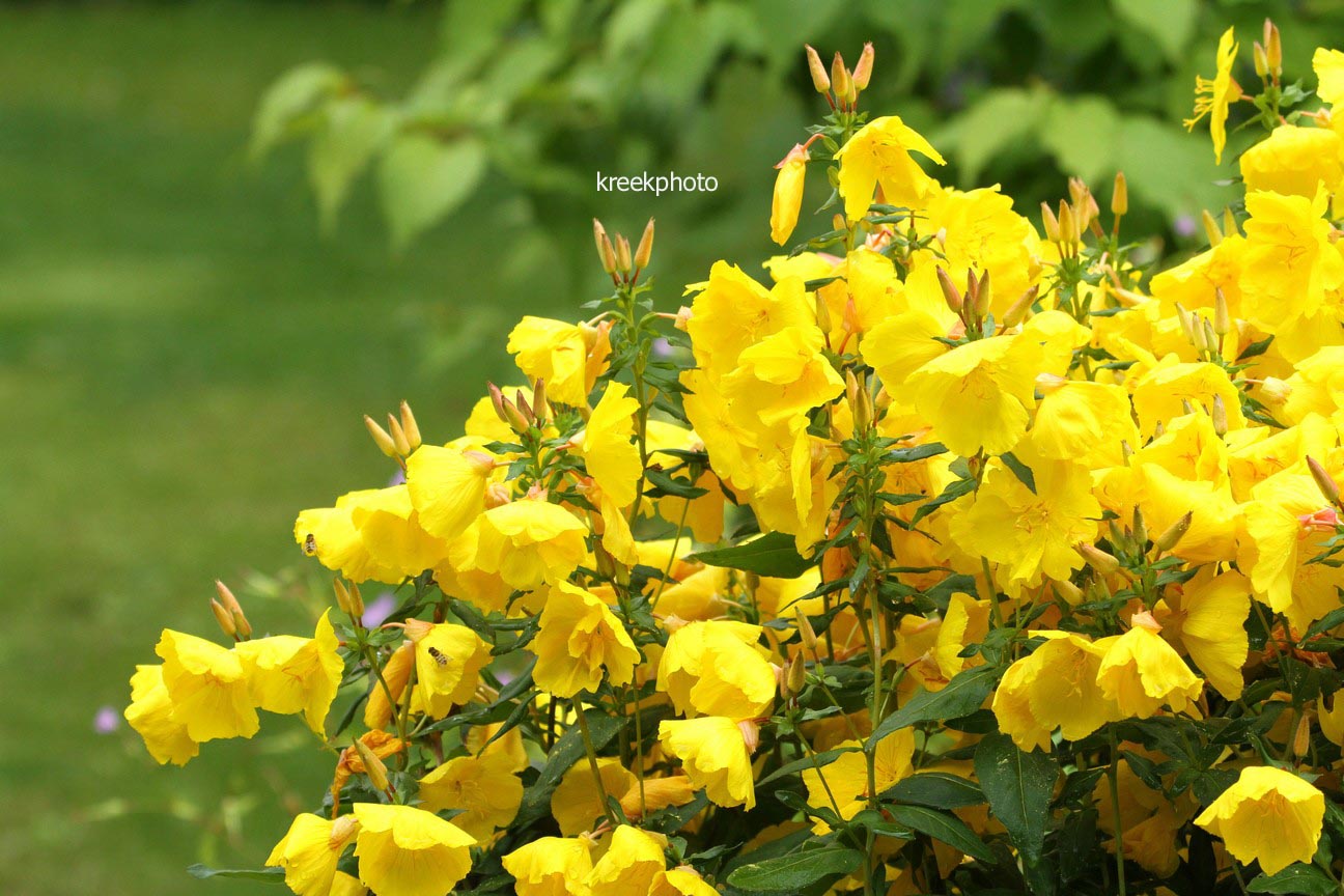 Oenothera fruticosa