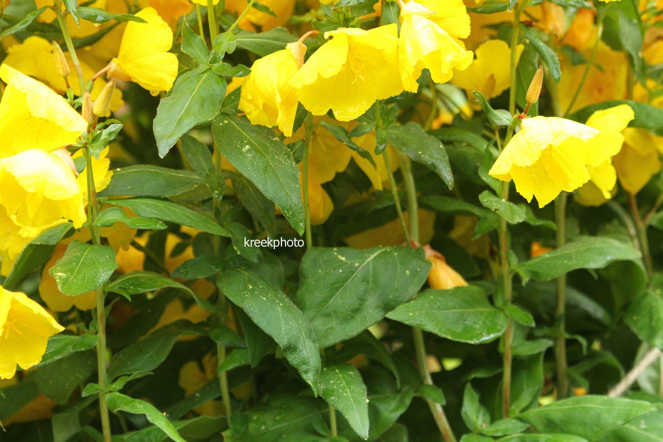 Oenothera fruticosa