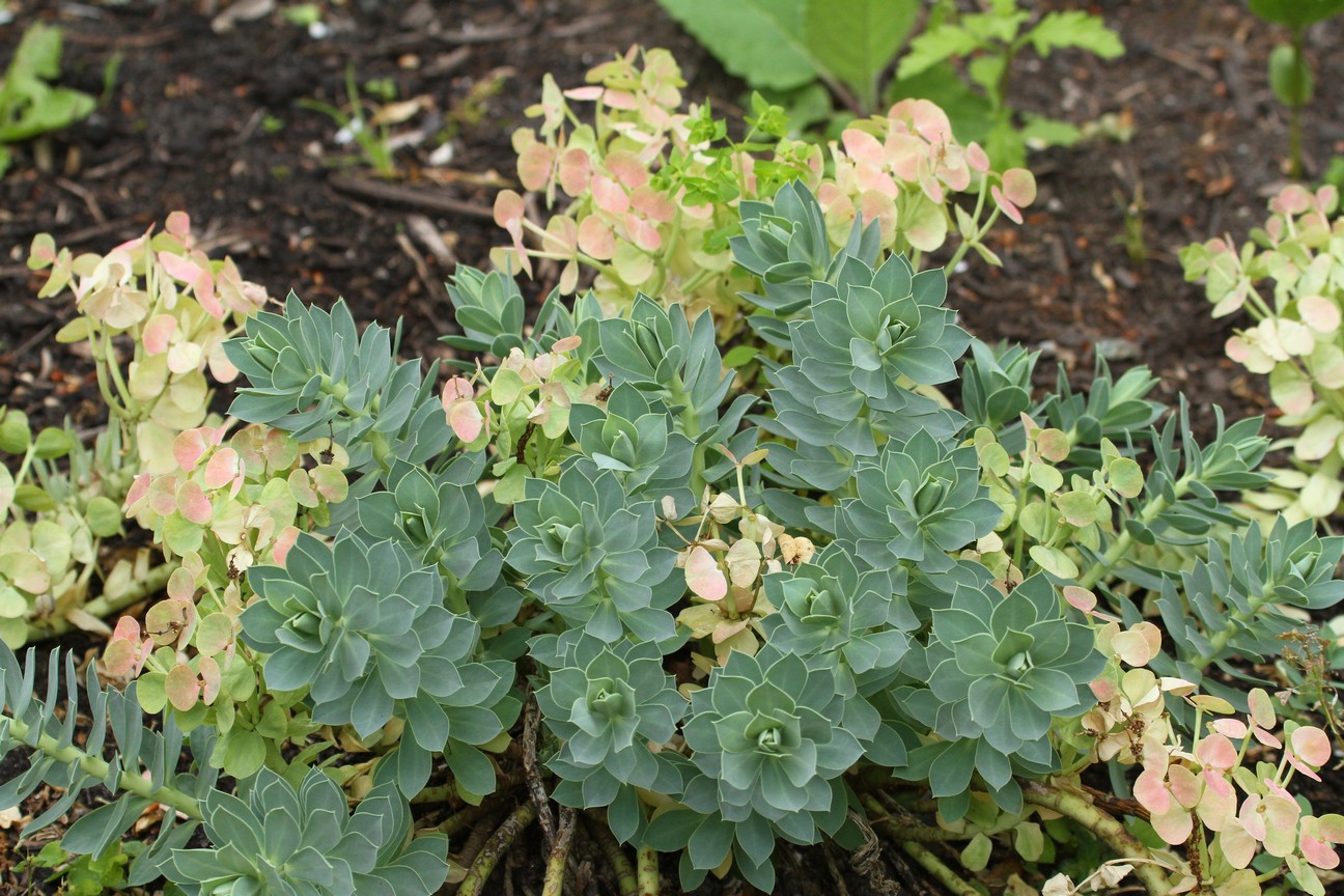 Euphorbia myrsinites