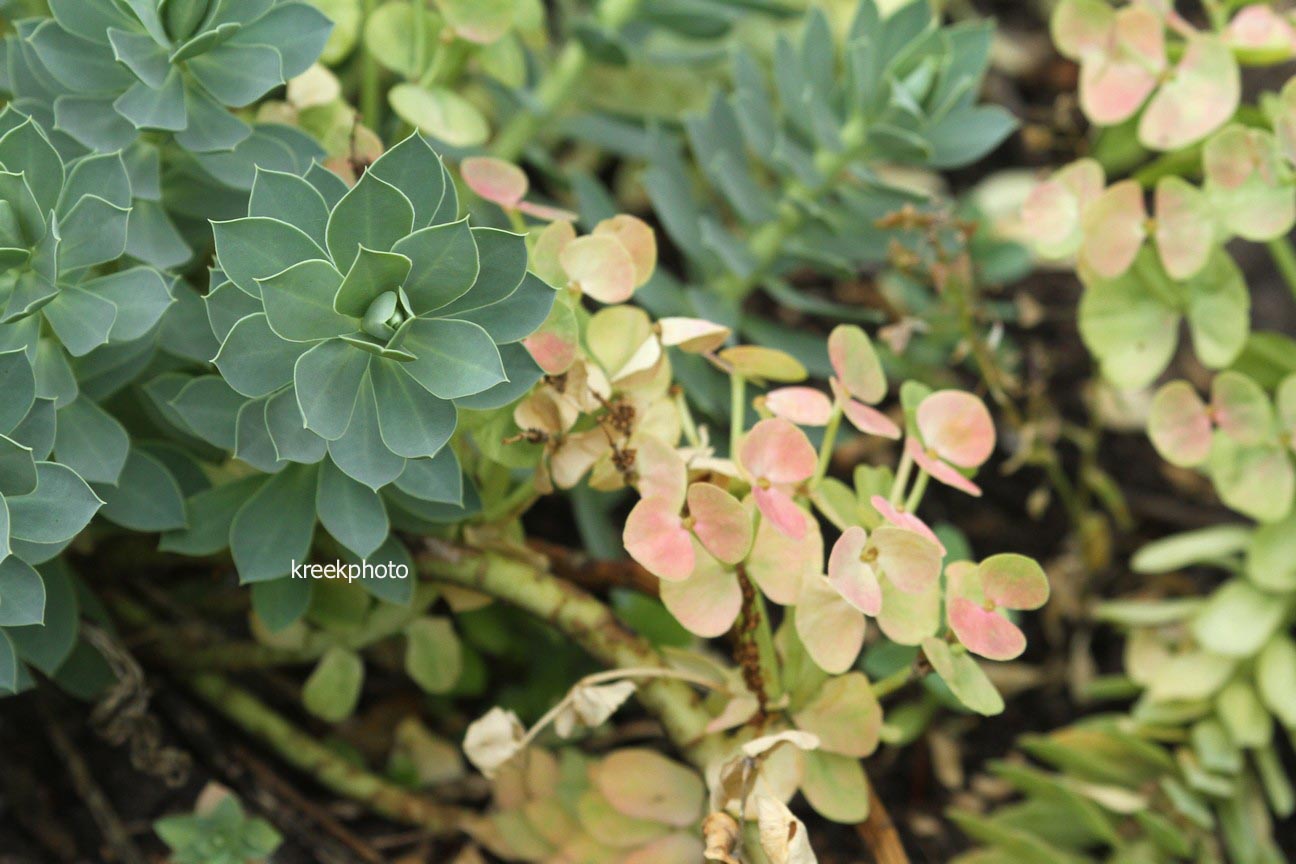 Euphorbia myrsinites