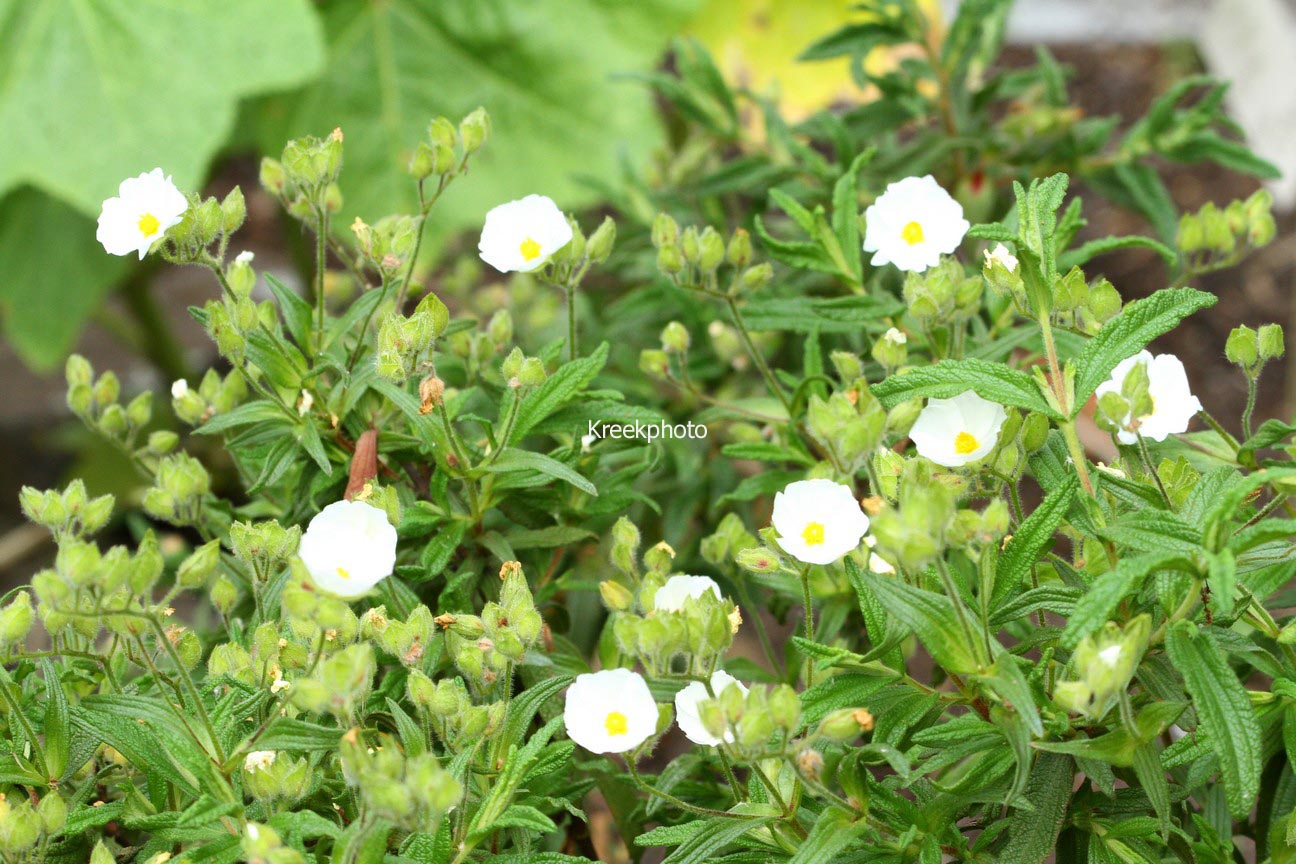 Cistus monspeliensis