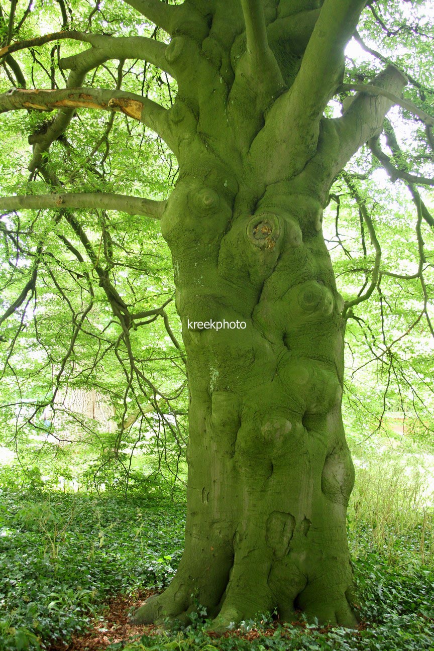 Fagus sylvatica 'Asplenifolia'