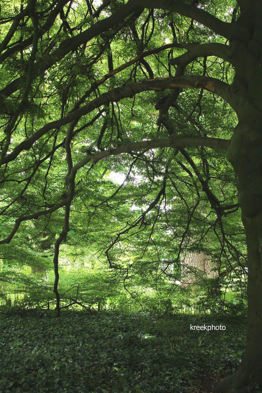 Fagus sylvatica 'Asplenifolia'