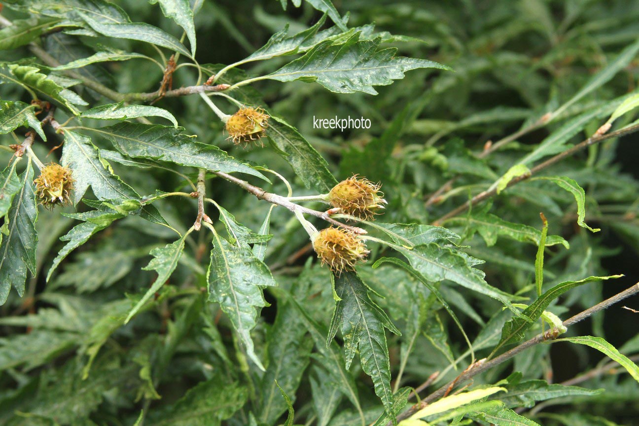 Fagus sylvatica 'Asplenifolia'