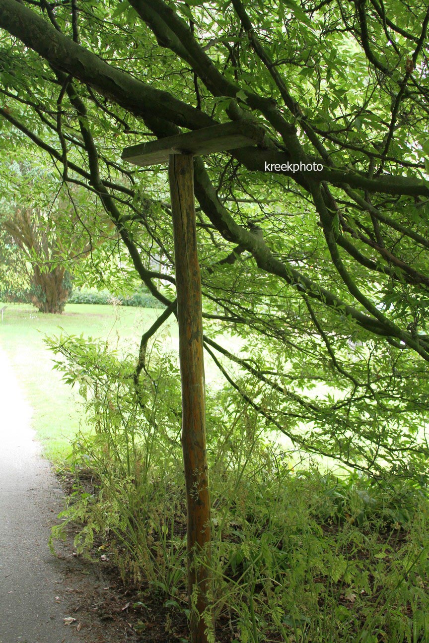 Fagus sylvatica 'Asplenifolia'