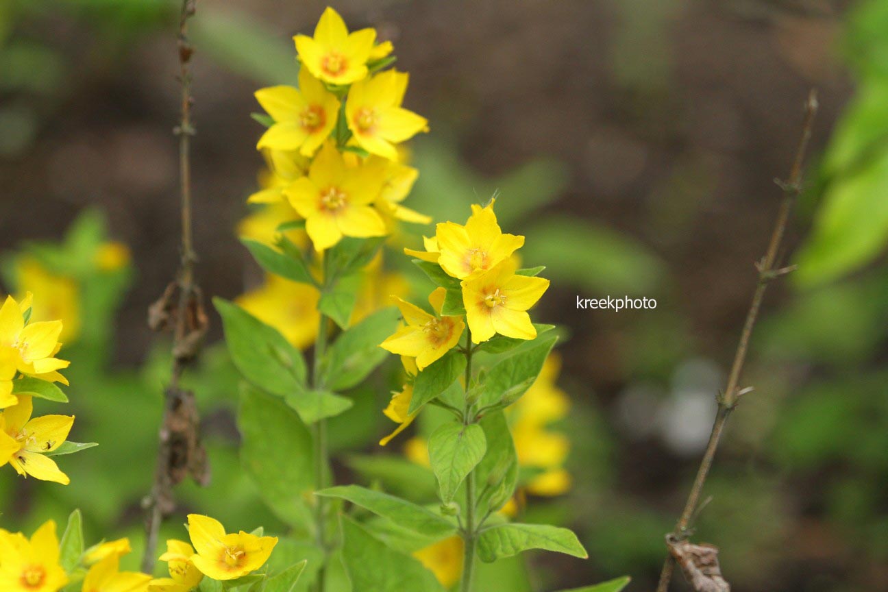 Lysimachia punctata