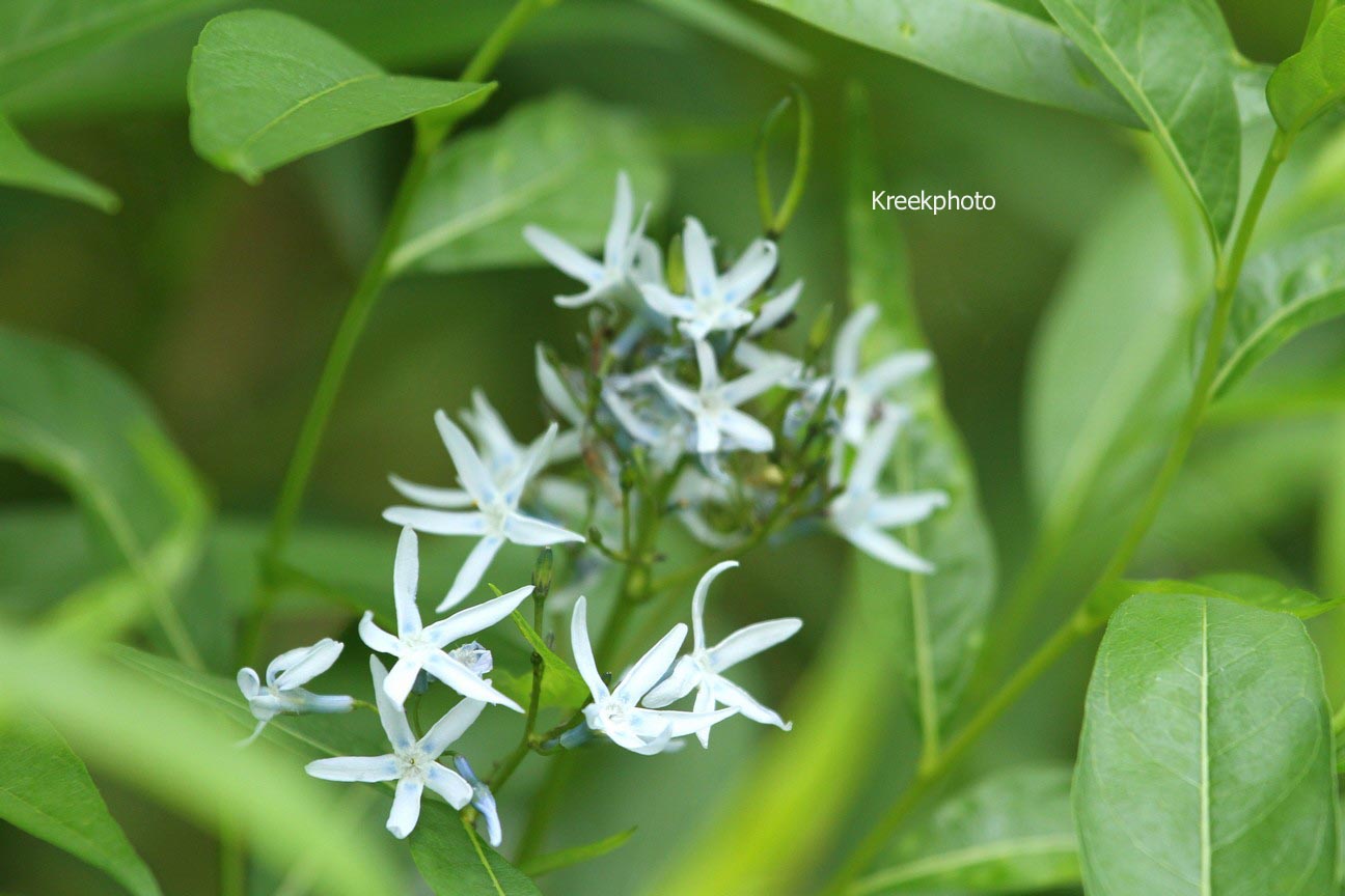 Amsonia tabernaemontana