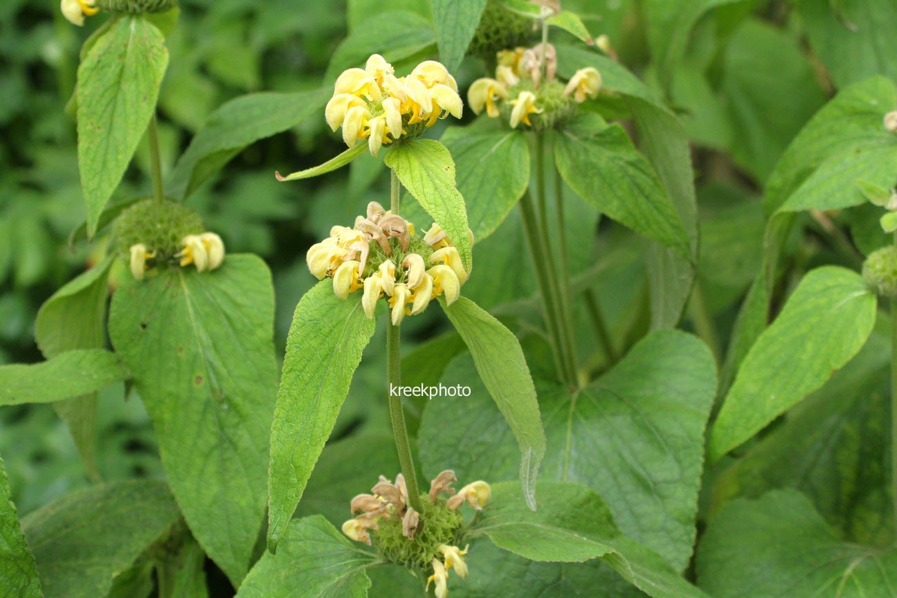 Phlomis russeliana