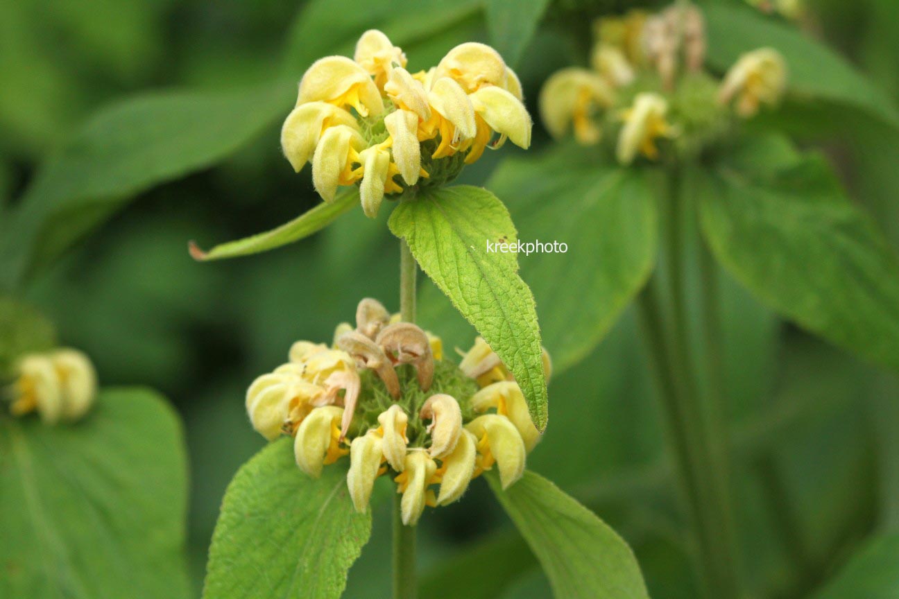 Phlomis russeliana