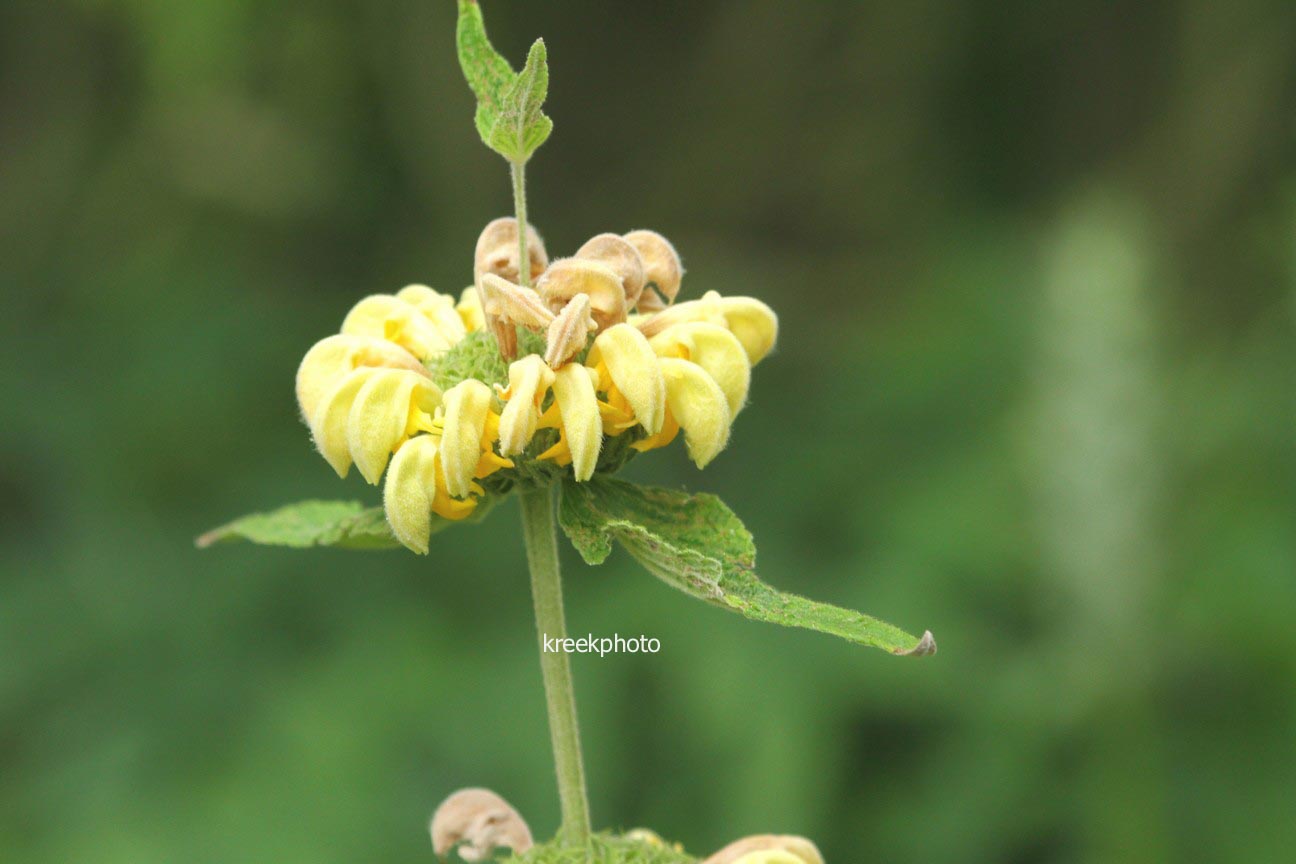 Phlomis russeliana