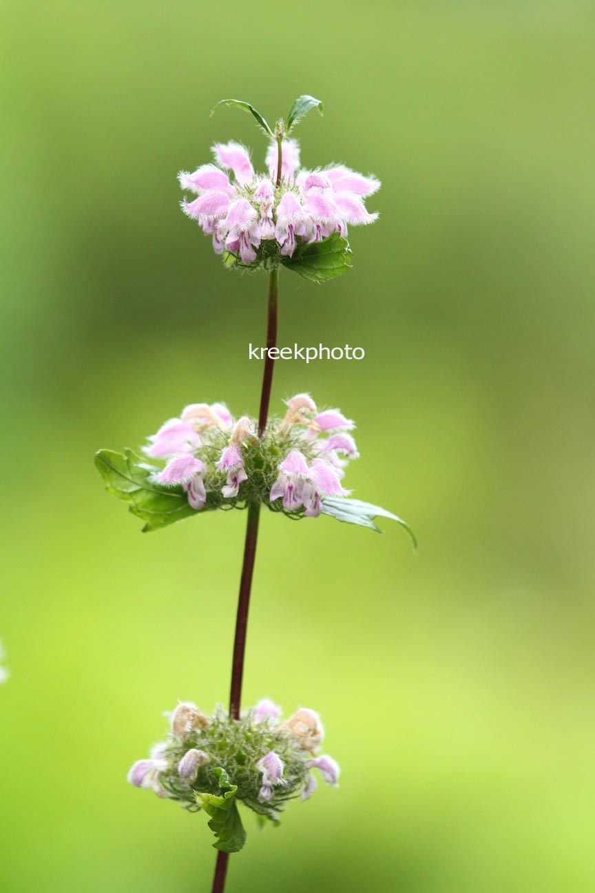 Phlomis tuberosa