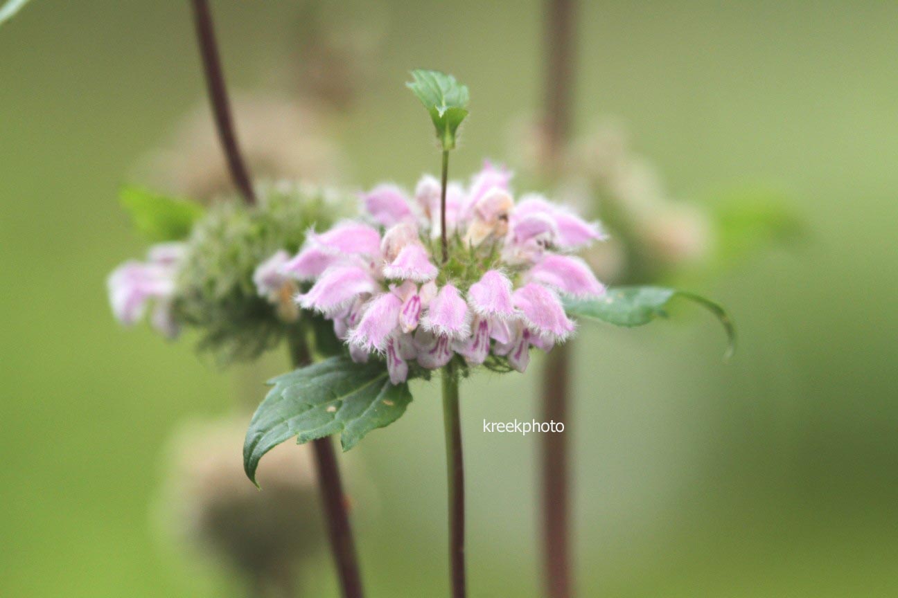 Phlomis tuberosa