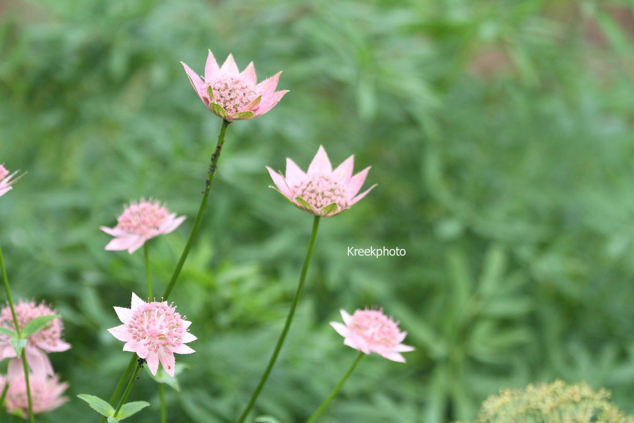 Astrantia maxima