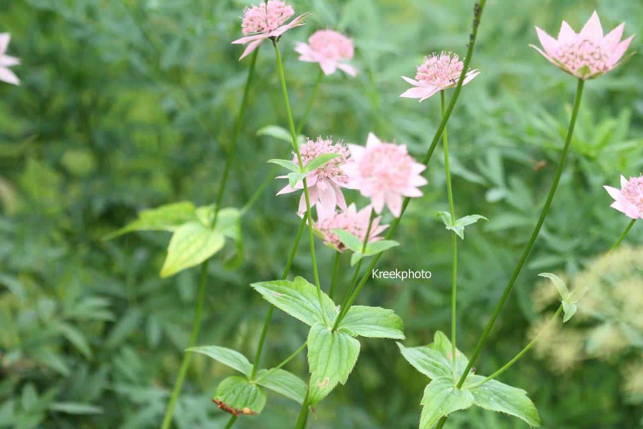 Astrantia maxima