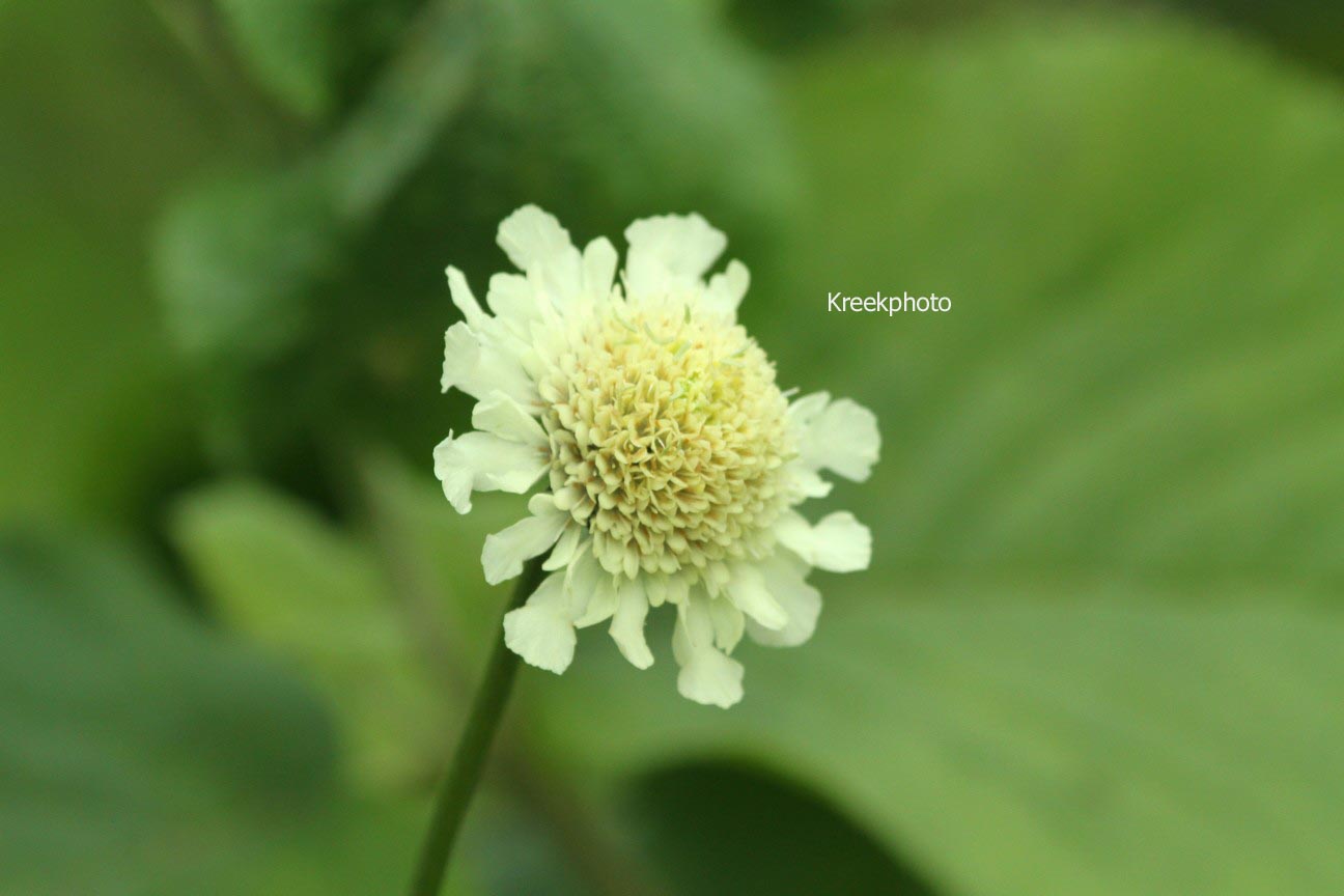 Cephalaria alpina
