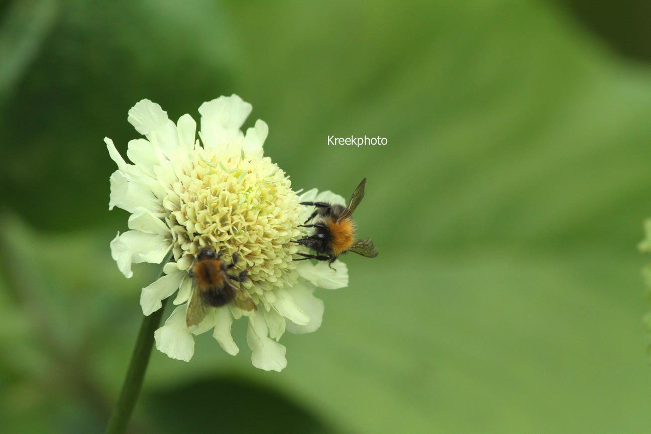 Cephalaria alpina