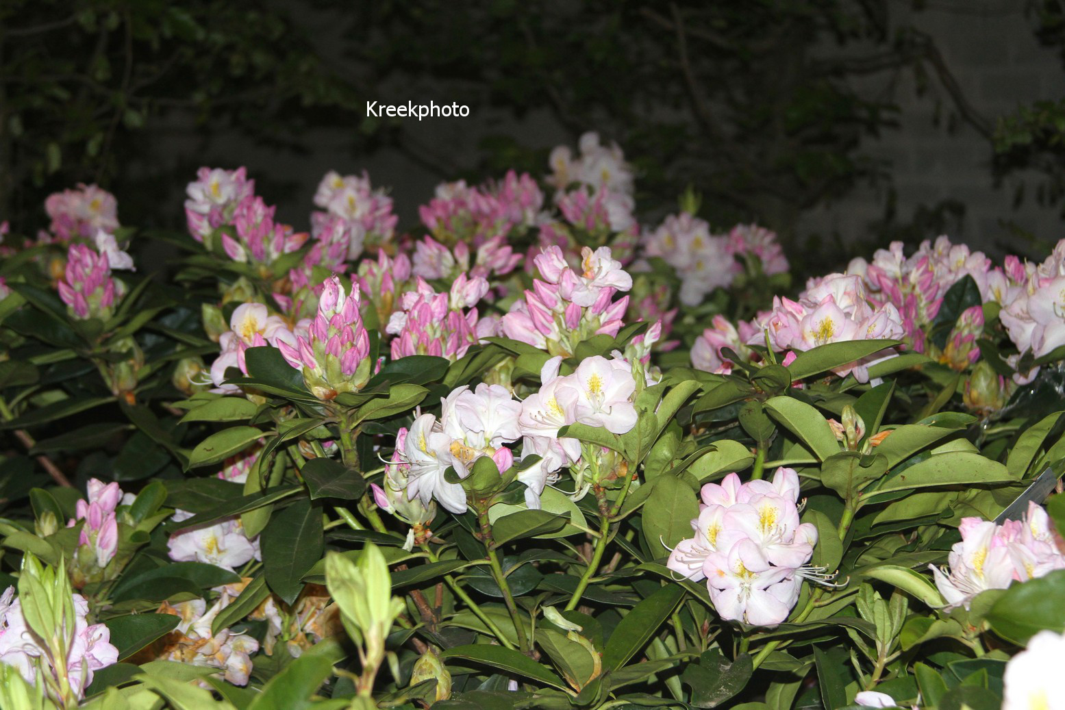 Rhododendron 'Gomer Waterer'