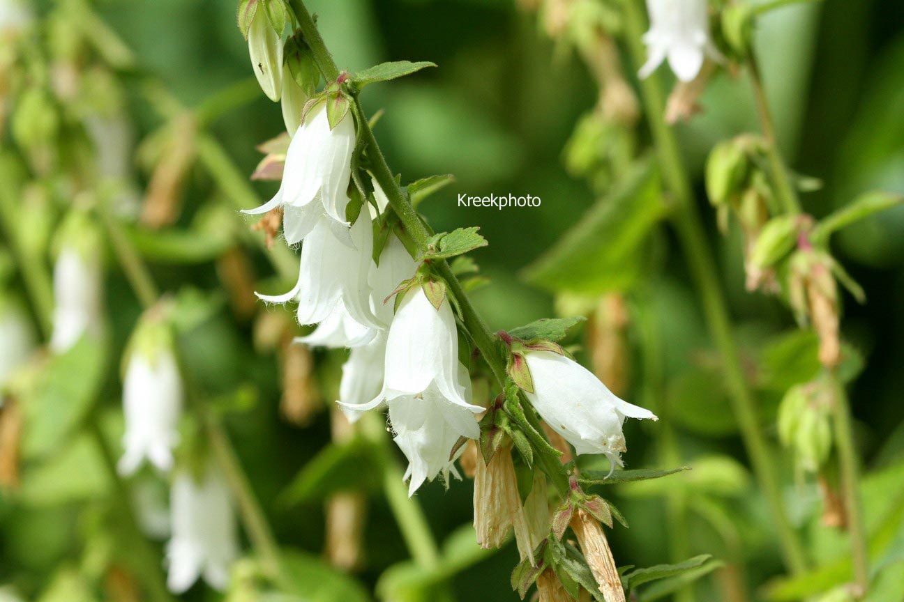 Campanula alliariifolia