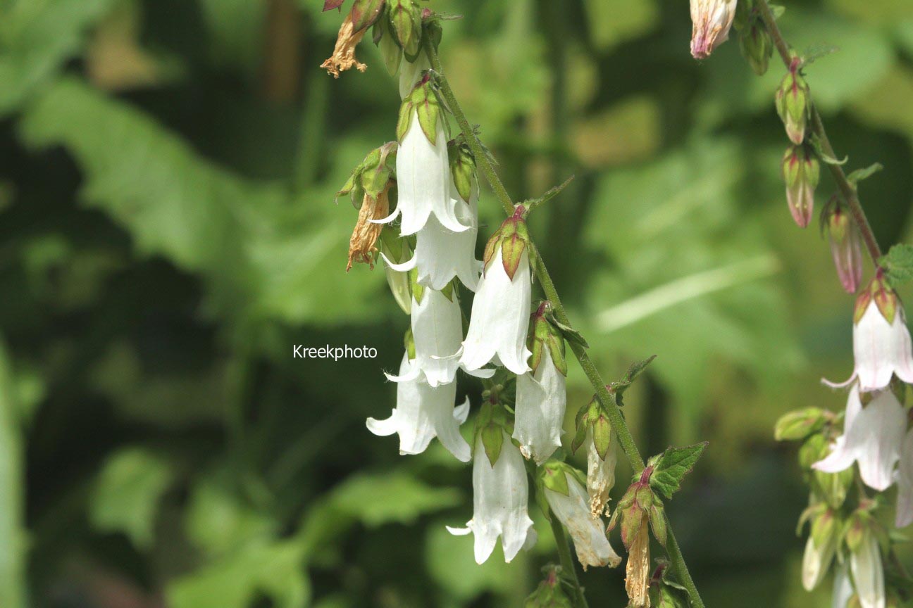 Campanula alliariifolia