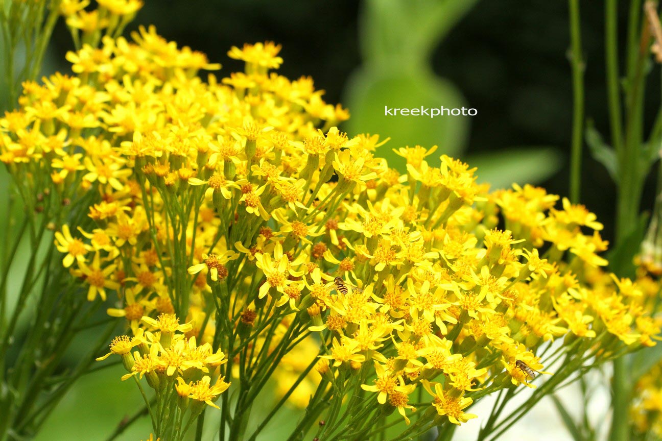 Senecio doria