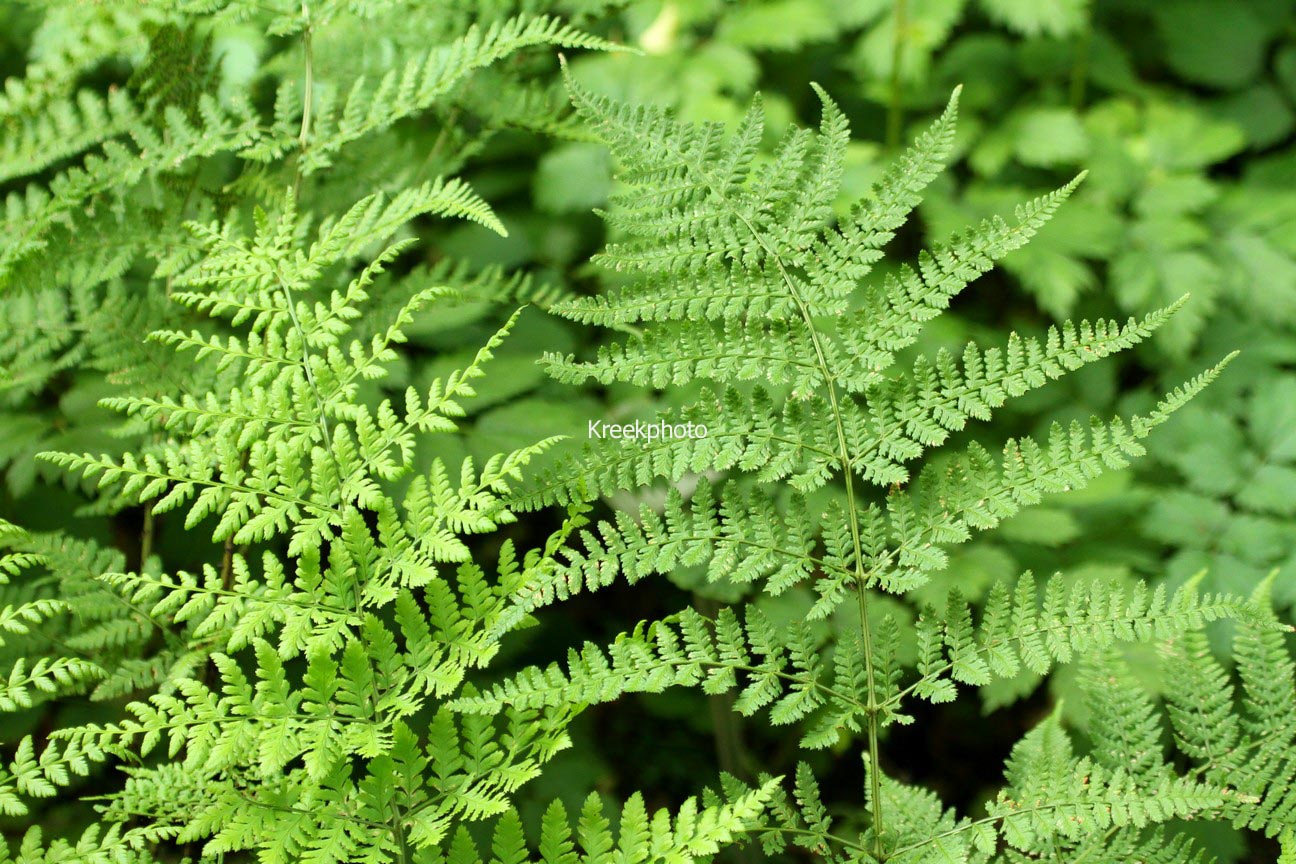 Dryopteris dilatata