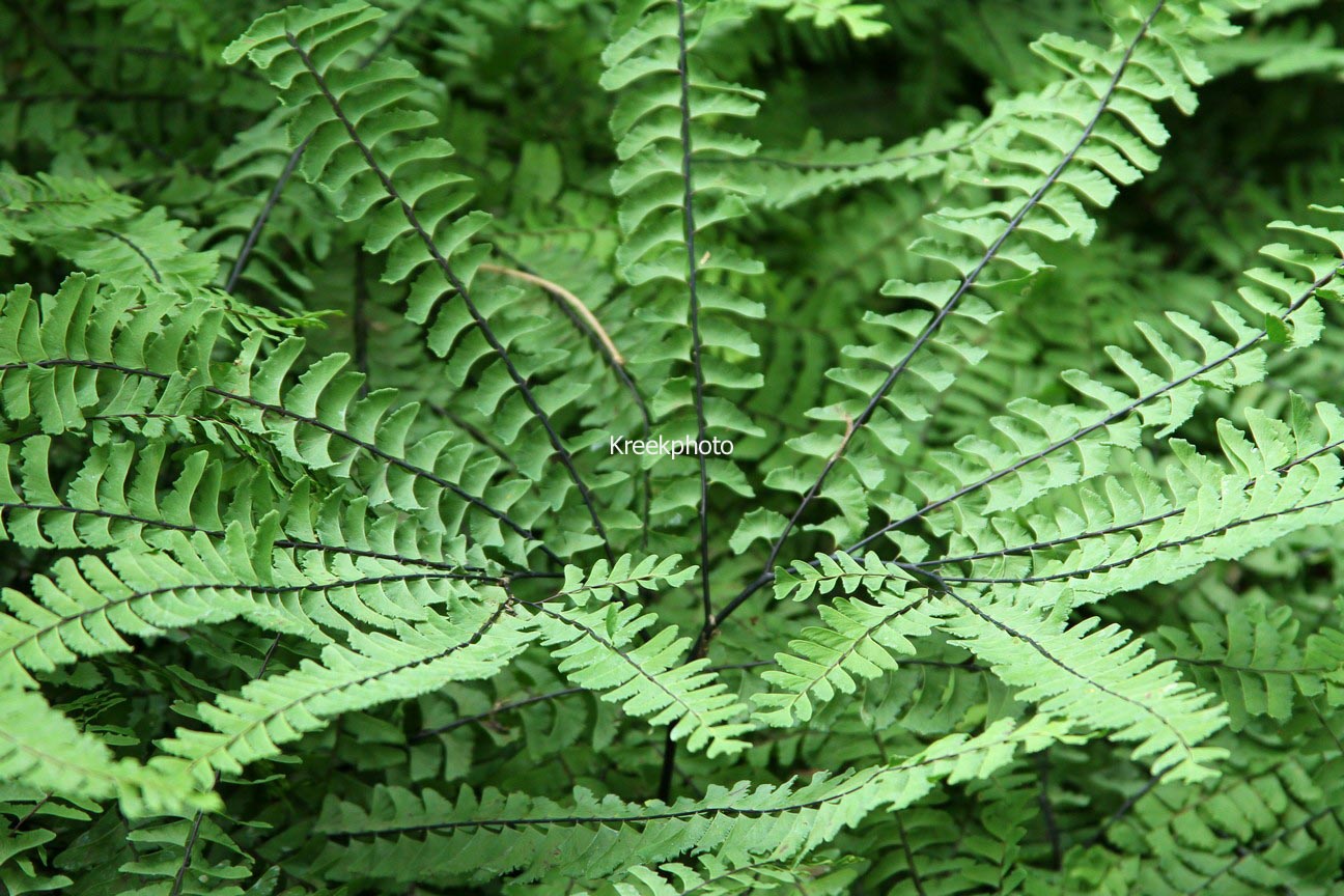 Adiantum pedatum