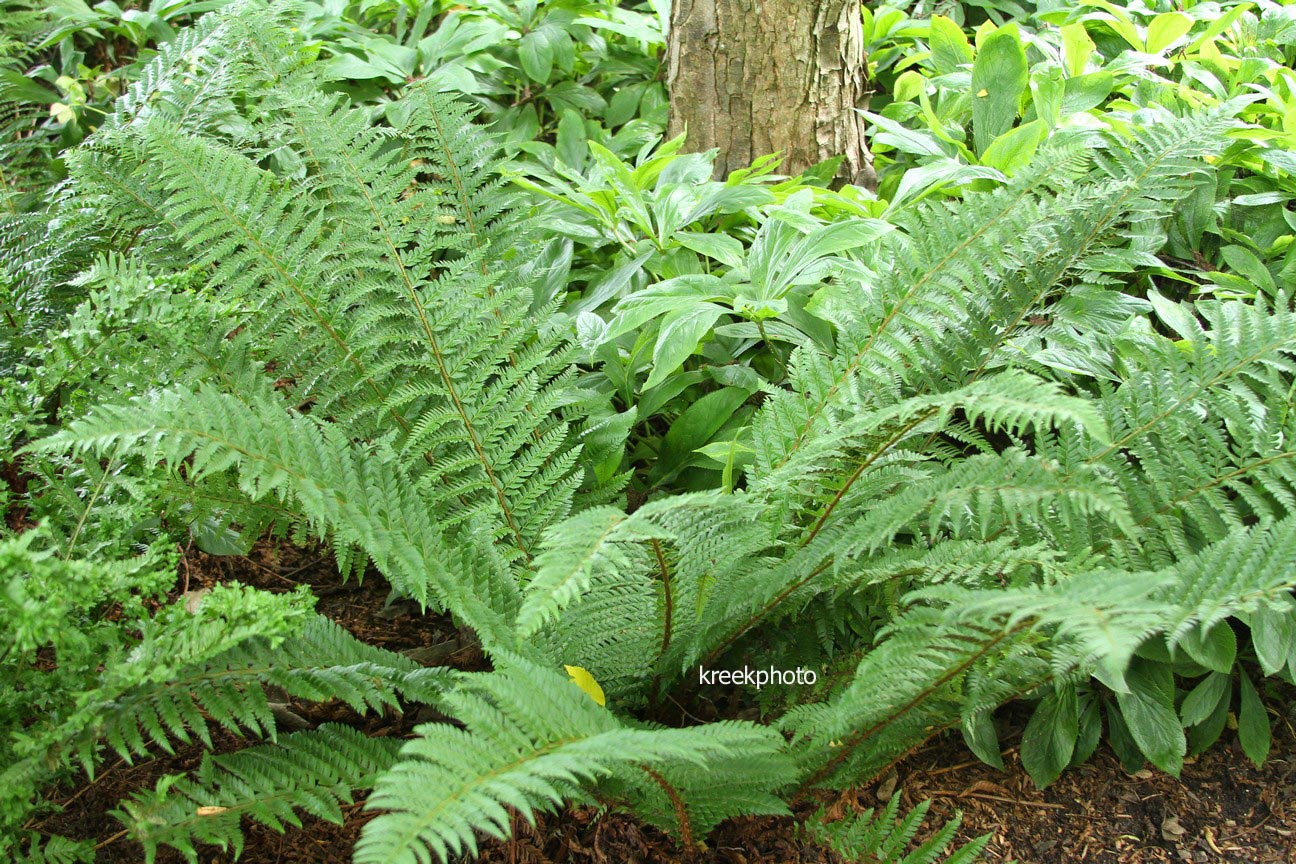 Polystichum aculeatum