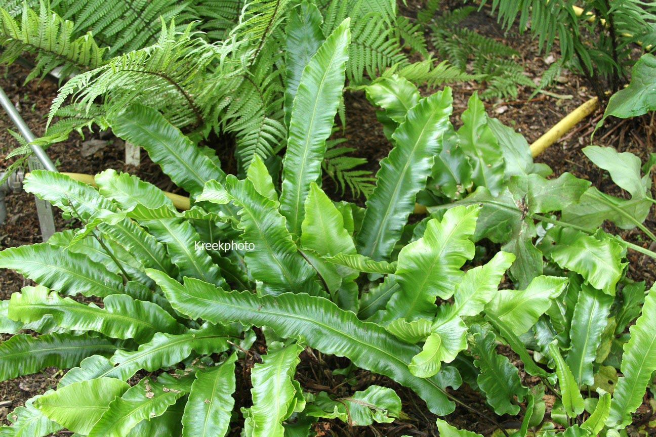 Asplenium scolopendrium