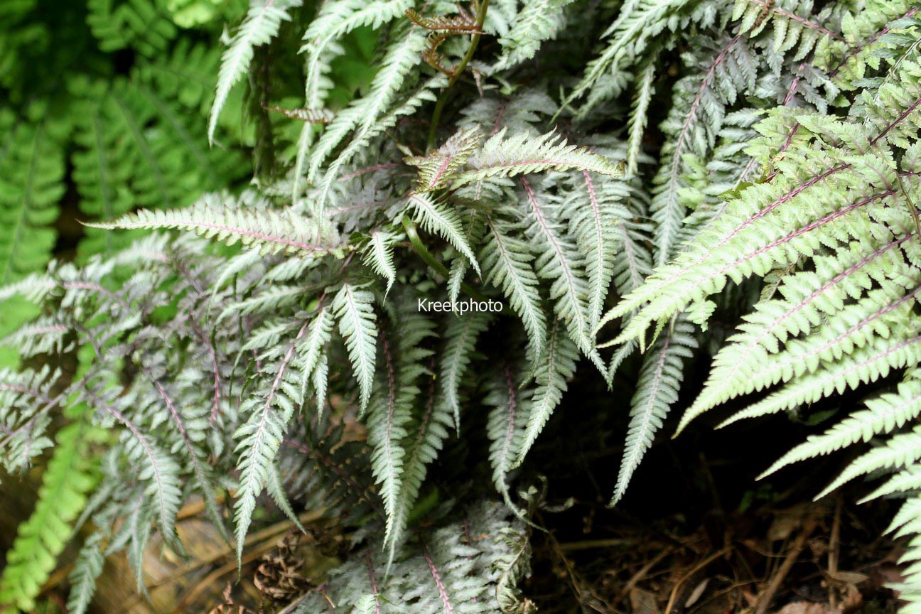 Athyrium niponicum 'Pictum'