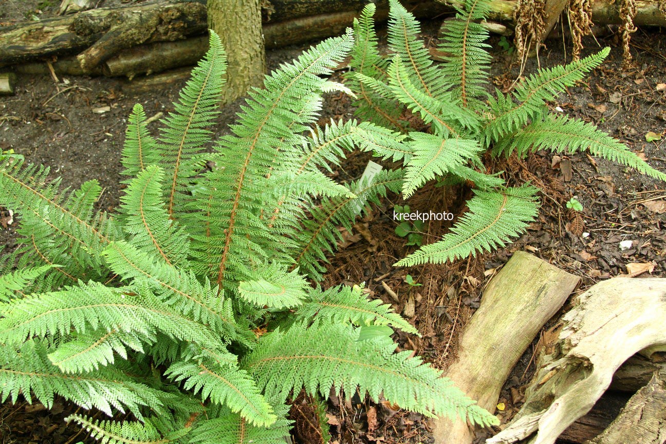 Polystichum setiferum 'Plumoso-densum'