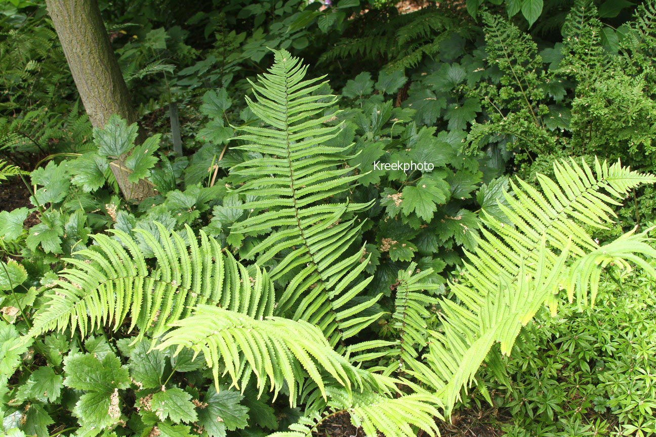 Dryopteris cycadina