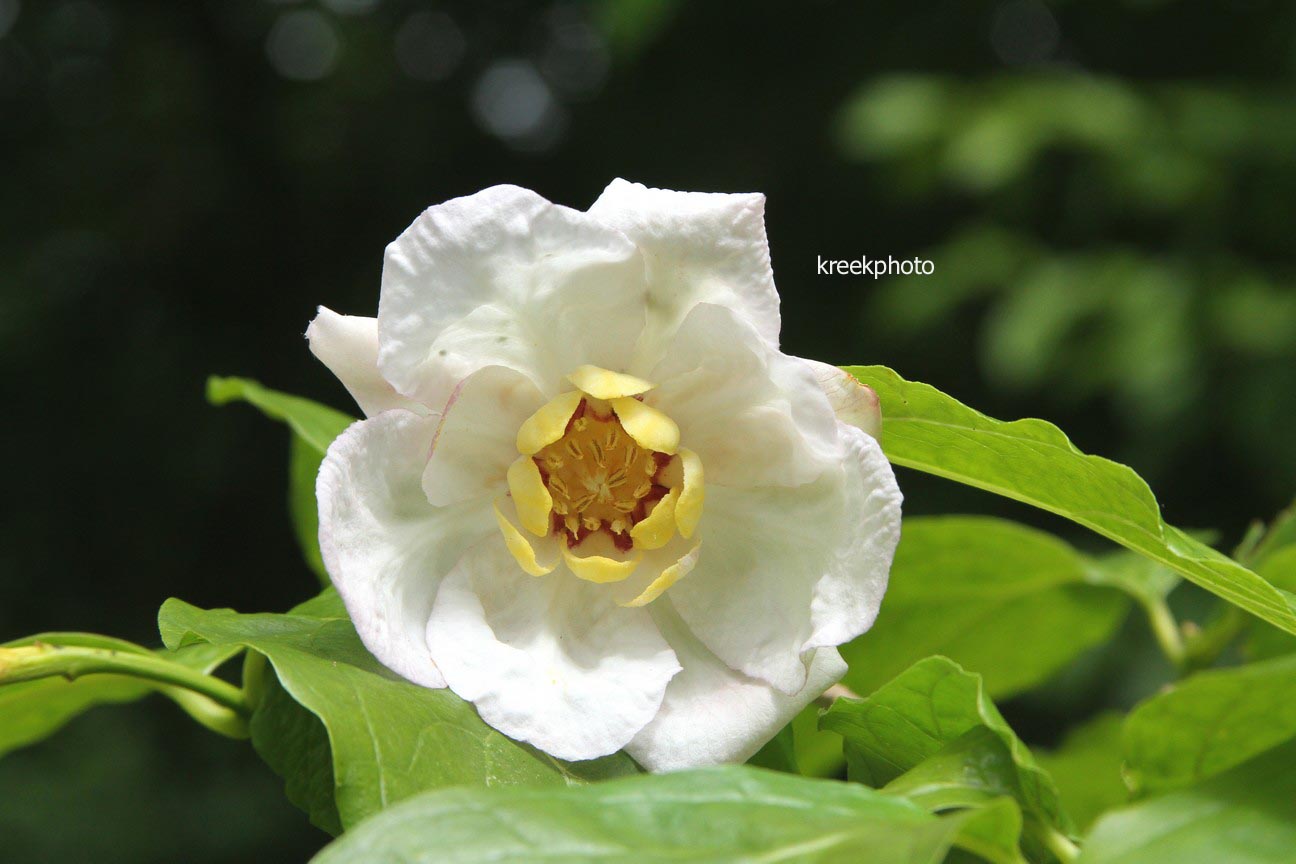 Calycanthus chinensis