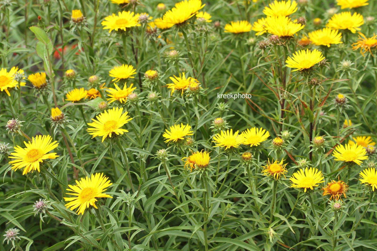 Inula ensifolia