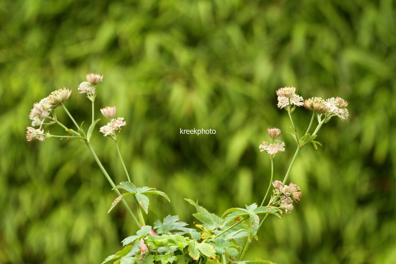 Astrantia major 'Canneman'