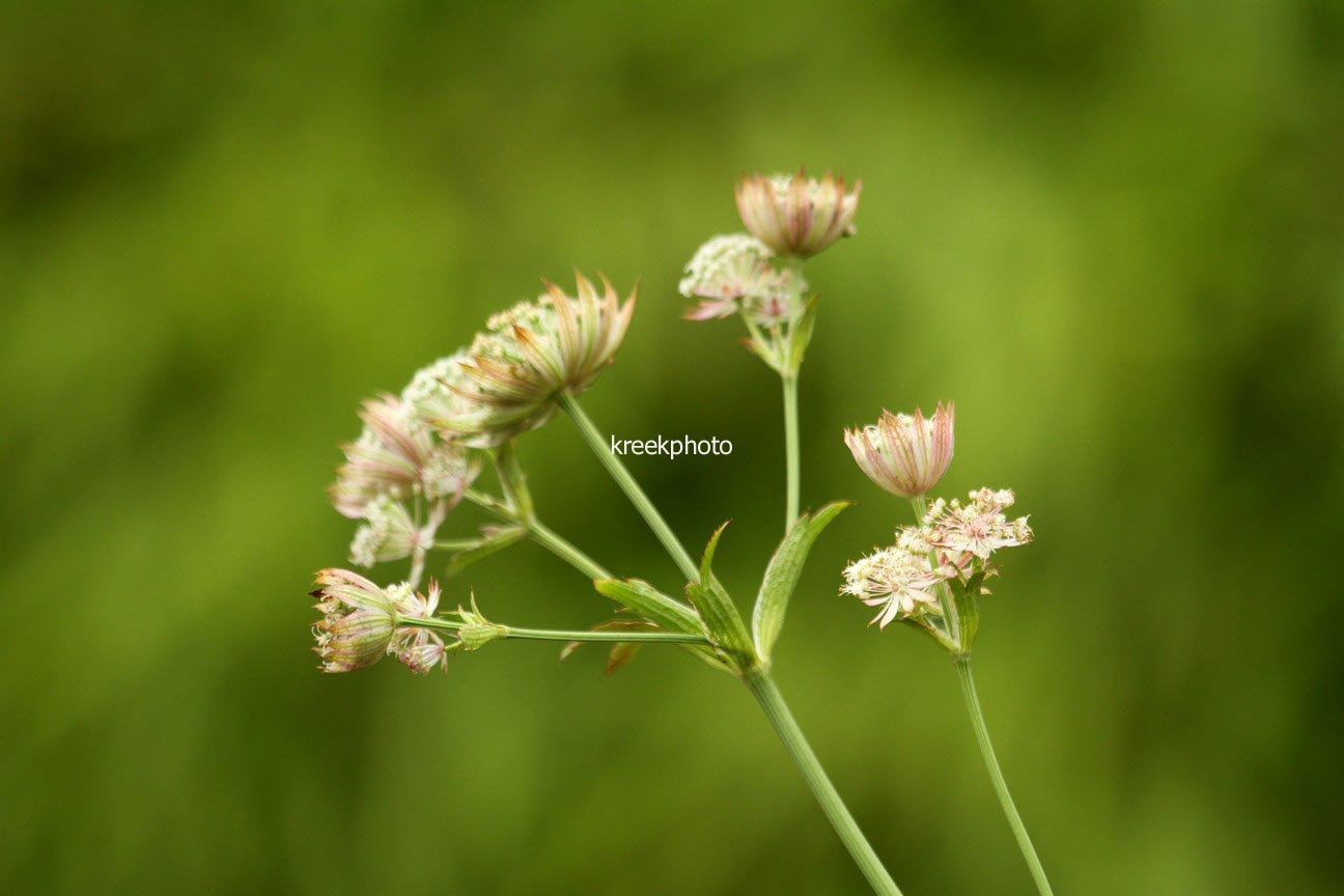 Astrantia major 'Canneman'