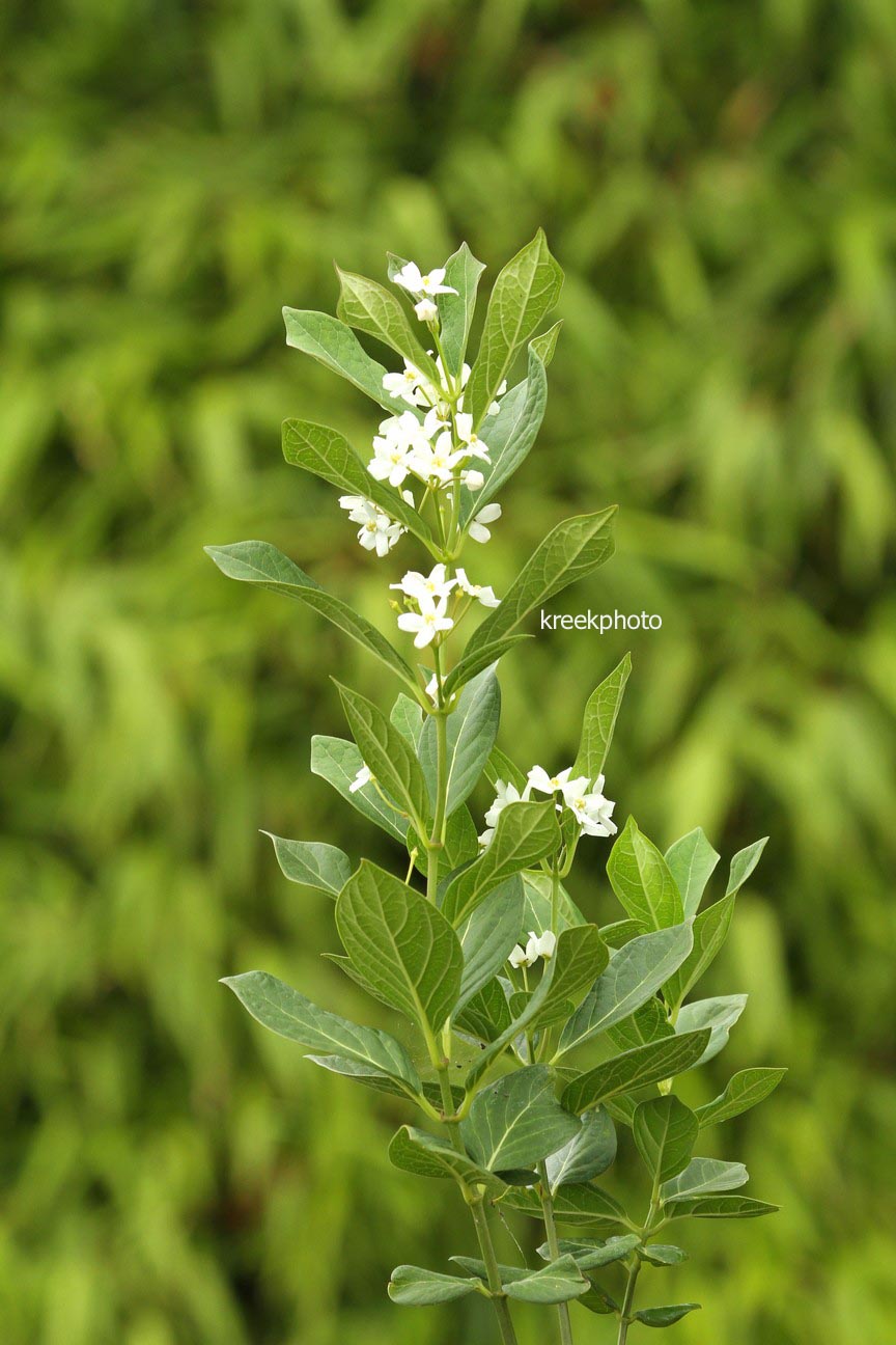 Cynanchum ascyrifolium