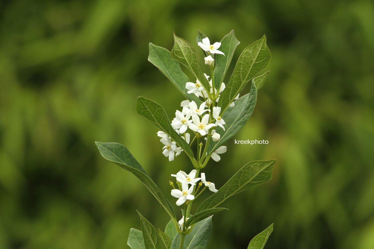 Cynanchum ascyrifolium